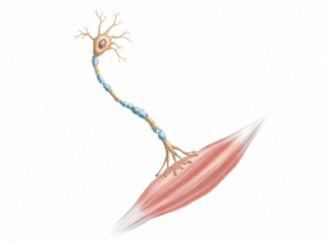 Understanding Amyotrophic Lateral Sclerosis (ALS)