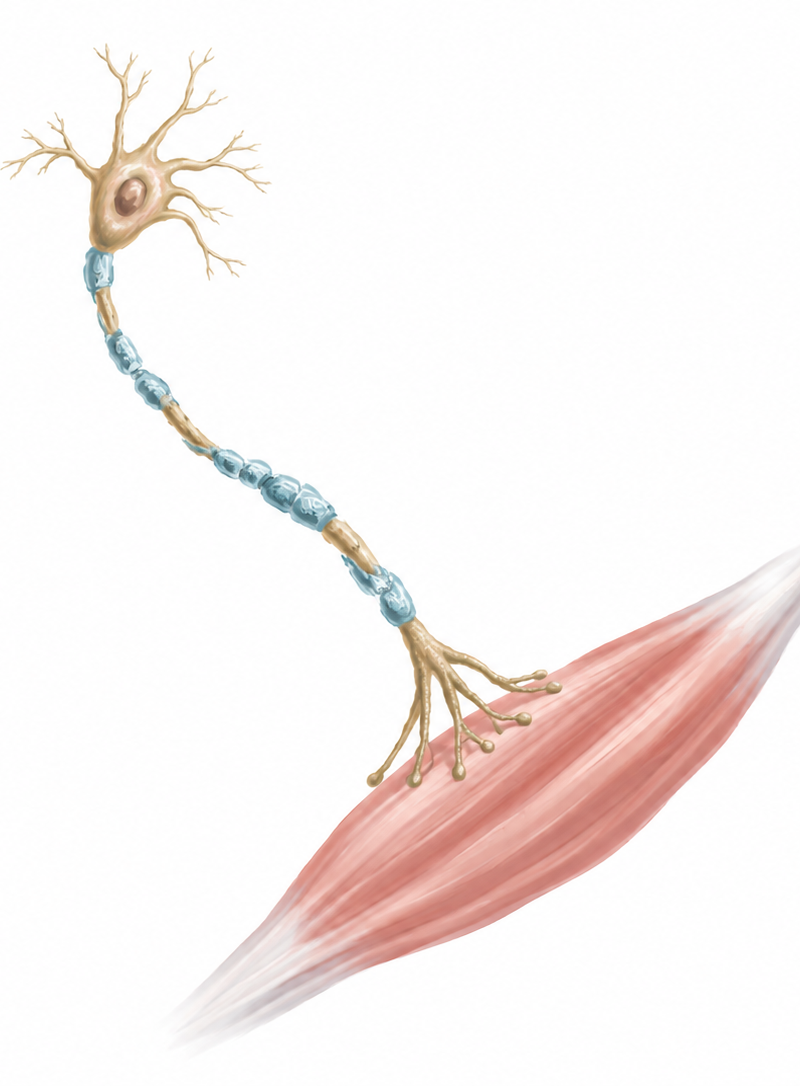 Understanding Amyotrophic Lateral Sclerosis (ALS)